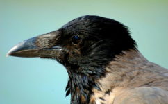 Описание вороны, функции, выбор, виды, питание, образ жизни