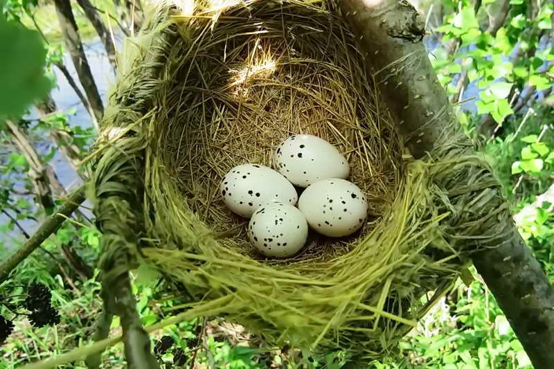 Гнездо иволги