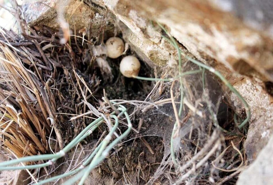 Гнездо каракурта