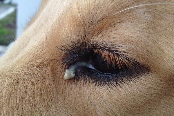 гнойный конъюнктивит