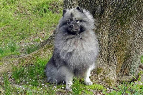 Волчий шпиц: описание и характеристика кеесхонда