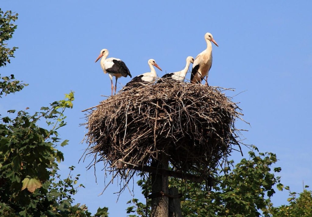 Гнездо аиста