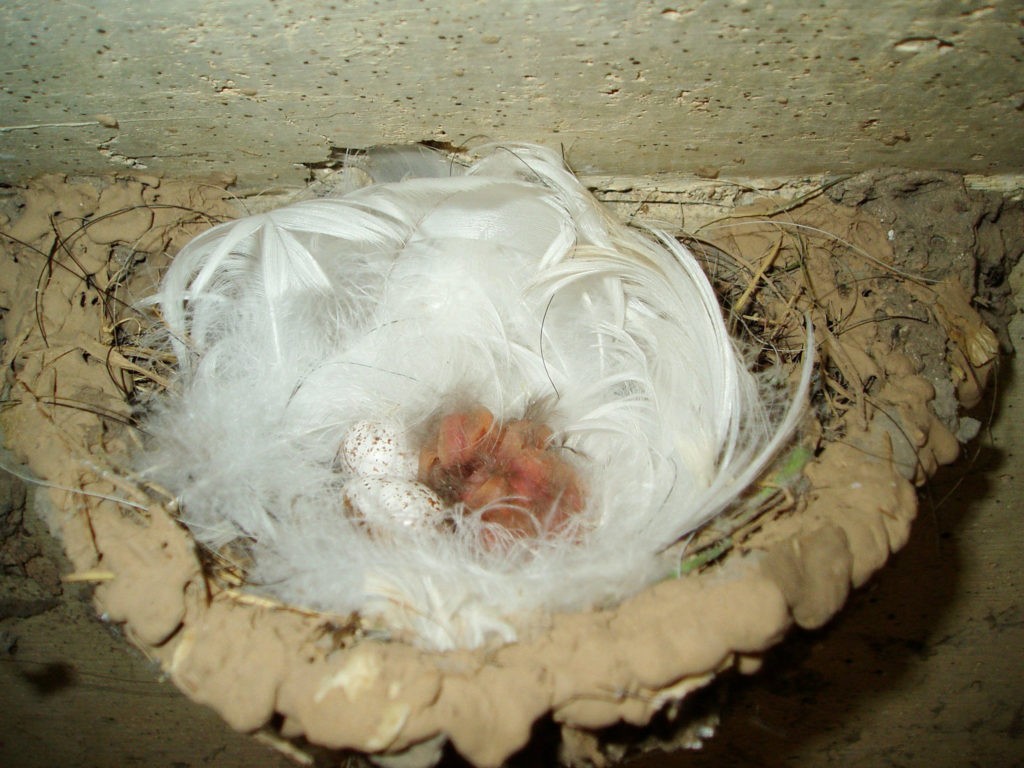 Ласточкино гнездо