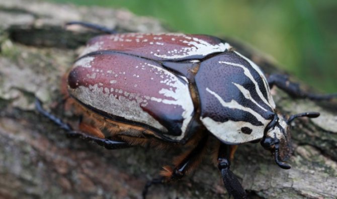 голиаф на дереве