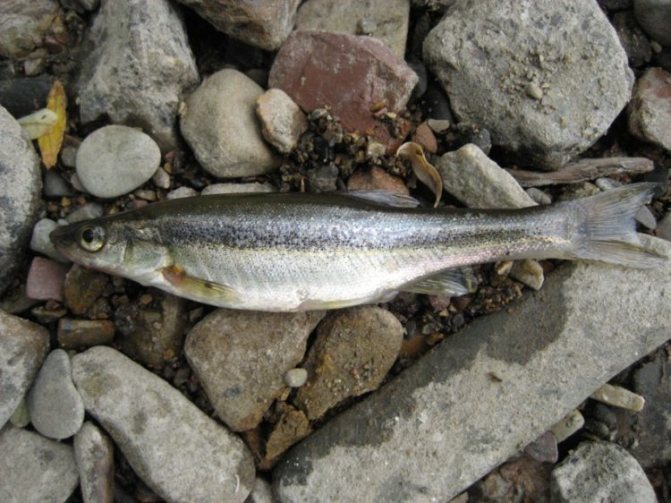 Гольян: описание, распространение, образ жизни и способ ловли