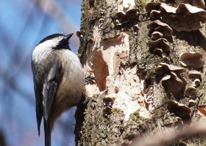 Голос черноголовой гаички