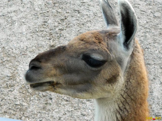 В какой стране встречается животное гуанако