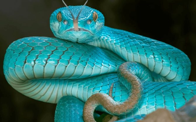Обзор самых редких змей, живущих на земле