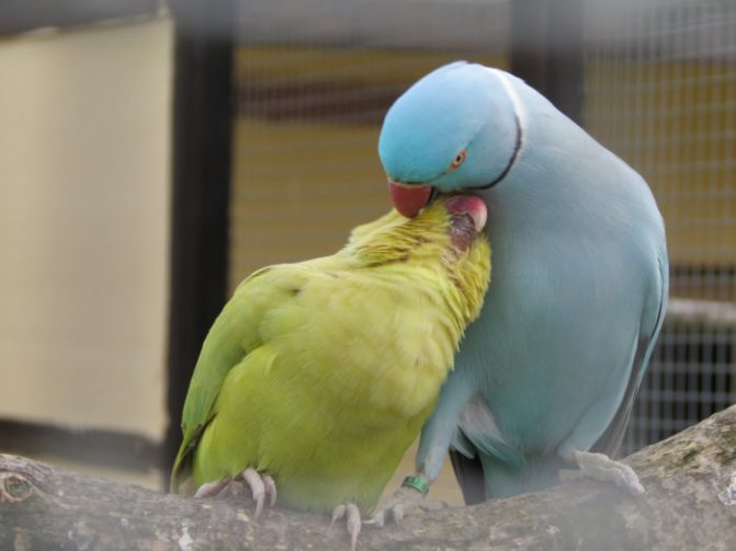 Голубой ожереловый попугай