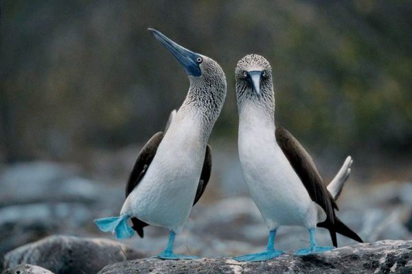 Голубоногая олуша