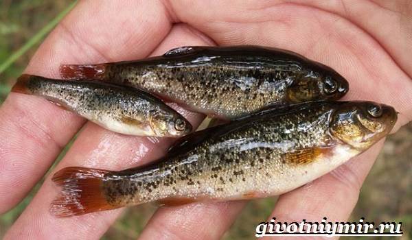 ушастая рыба-образ жизни-и-среда обитания-рыба-минноу-1