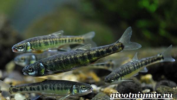 ушастая рыба-образ жизни-и-среда обитания-рыба-минноу-3