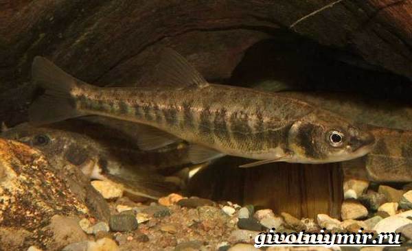 ушастая рыба-образ жизни-и-среда обитания-рыба-минноу-6