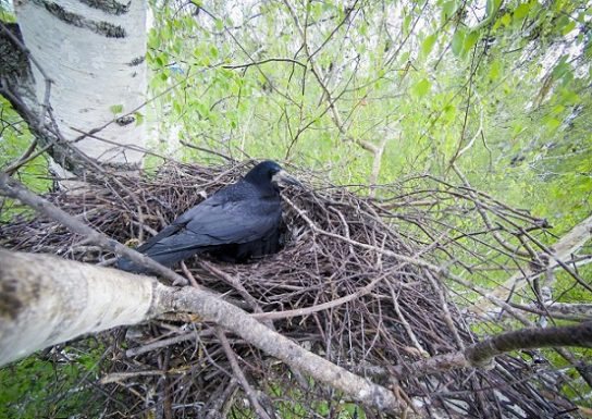 Грачи - особенности жизни, места обитания, поведение и питание птиц