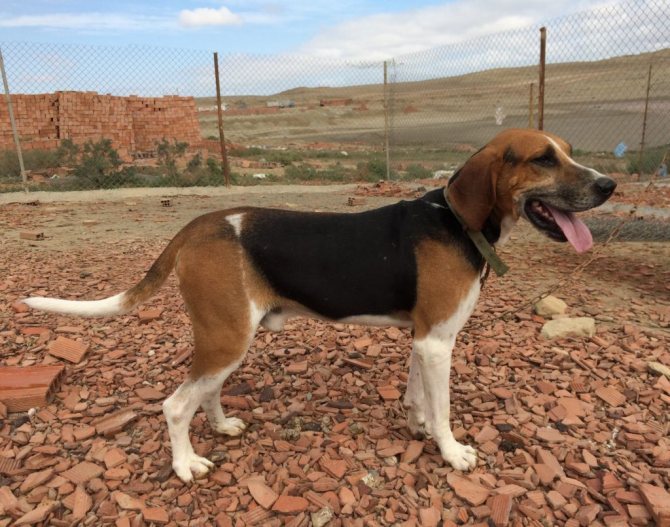 Грамотный расчет ежедневных физических нагрузок позволяет поддерживать питомца в форме