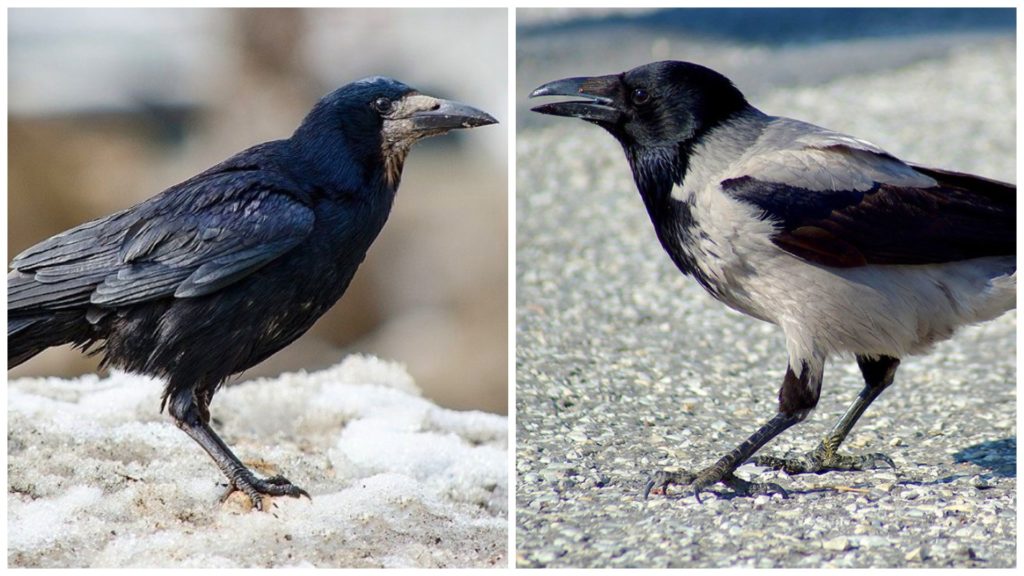 Рок и ворона