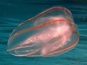 Гребневик моря