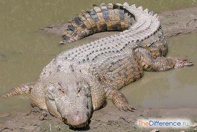 Чем отличается Кайман от аллигатора и крокодила