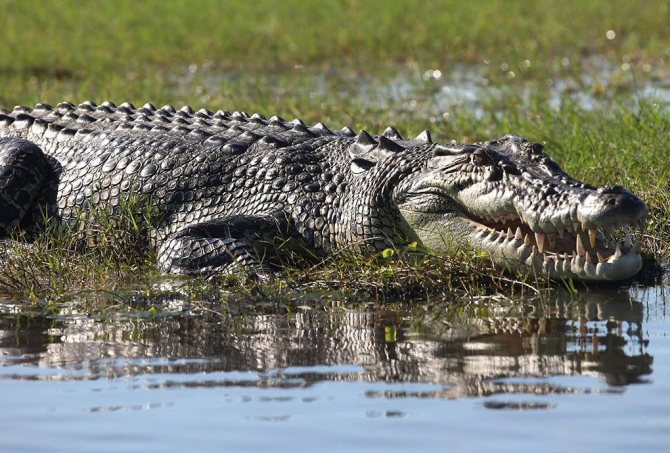 Гребнистый крокодил: среда обитания, описание и фото, чем питается и кто его враги