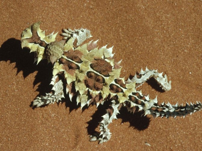 Ящерица молох – загадка австралийских пустынь