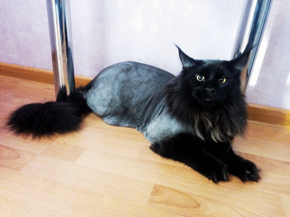 Характеристика породы мейн-кун - описание, характер, особенности ухода