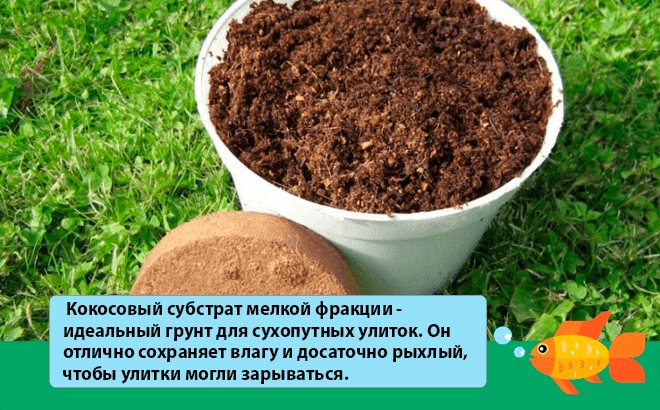 грунт для улиток