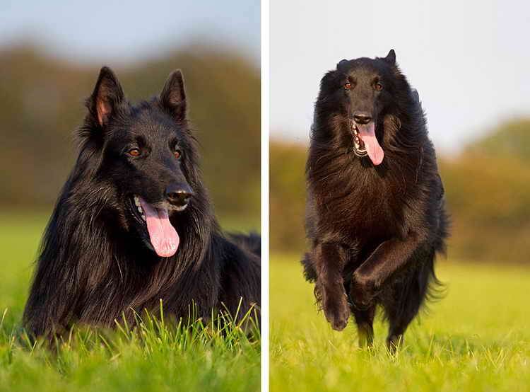 грюнендаль