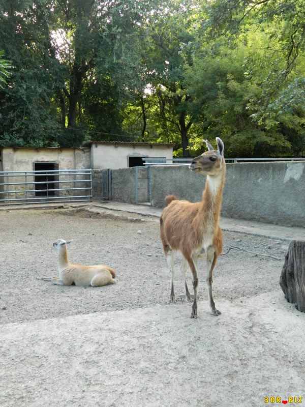 В какой стране встречается животное гуанако