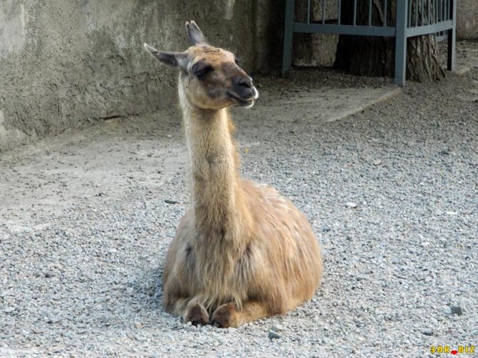 В какой стране встречается животное гуанако