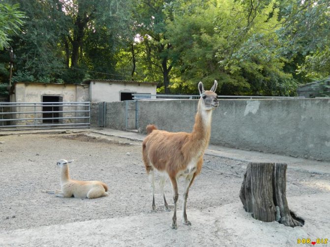 В какой стране встречается животное гуанако