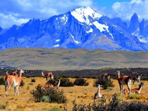 В какой стране встречается животное гуанако
