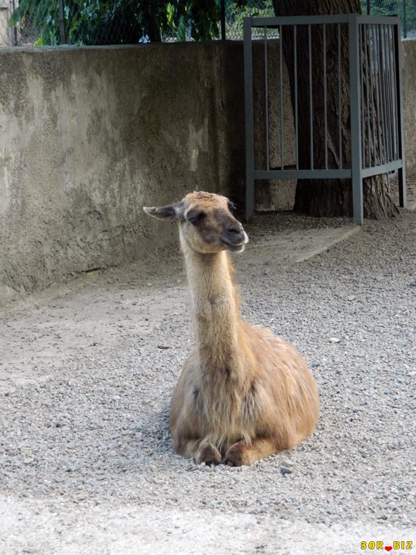 В какой стране встречается животное гуанако