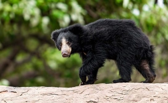 Медведь Губач: как выглядит, где обитает, чем питается и интересные факты