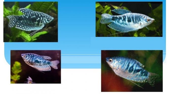 Совместимость гурами: с кем уживаются в аквариуме