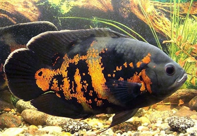 совместимость гурами с другими рыбами