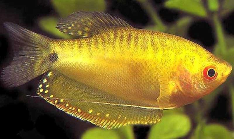 Совместимость гурами: с кем уживаются в аквариуме