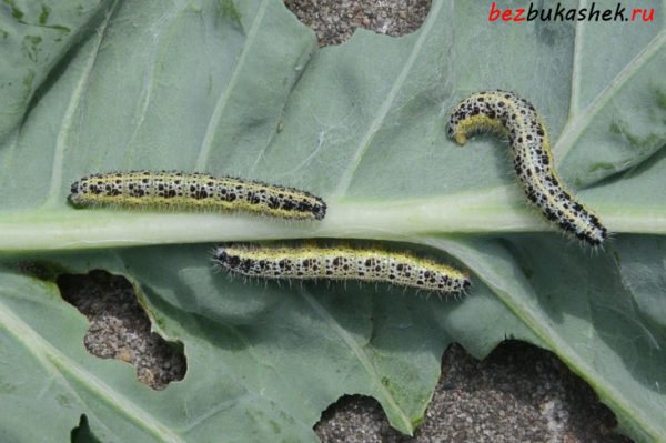 Гусеница бабочки-капустницы