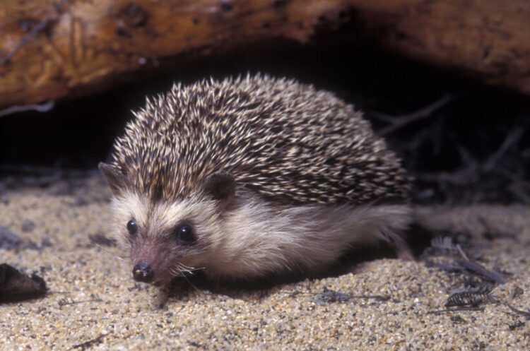 Африканский карликовый еж: продолжительность жизни, содержание и уход в домашних условия, чем кормить, разведение