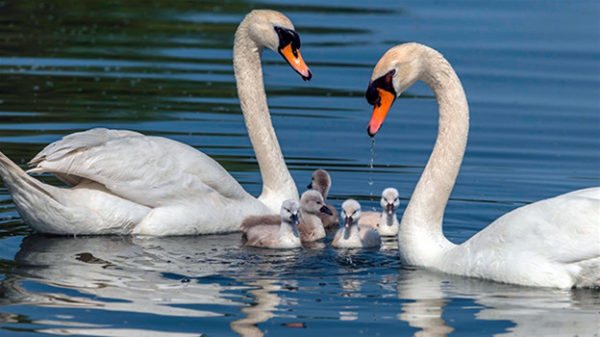 Характер и образ жизни лебедя