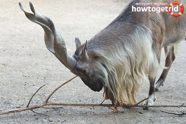 Винторогий козёл: образ жизни, питание, размножение козла мархура