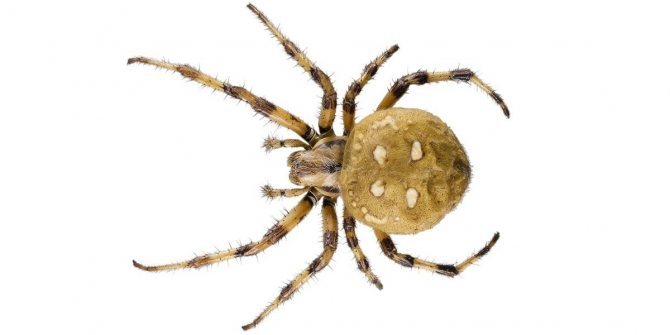 Характеристика паука крестовика