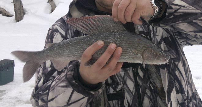 Хариус в руках