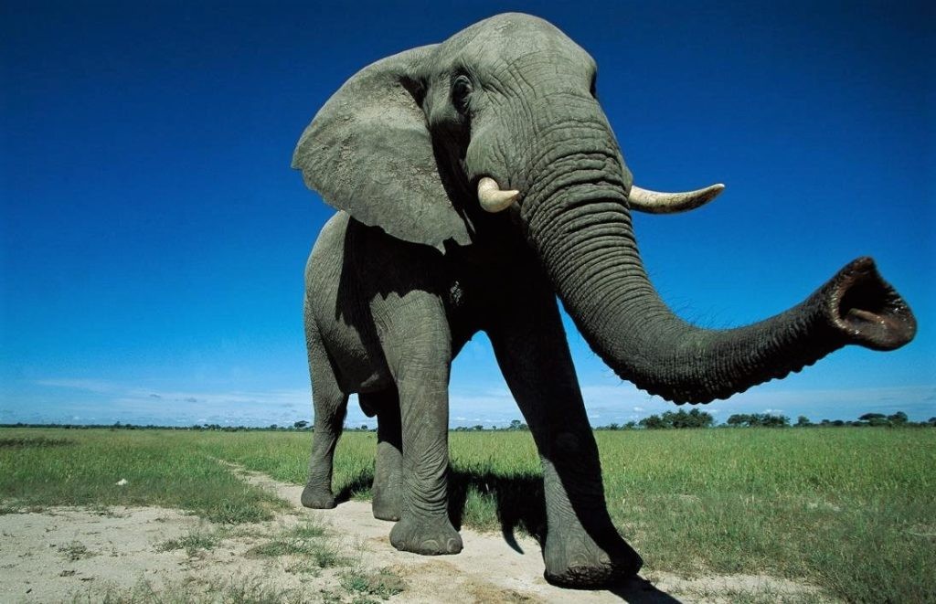 Хобот слона