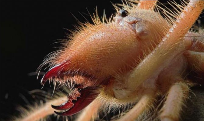 Паук фаланга (сольпуга): членистоногое, разрывающее своих жертв