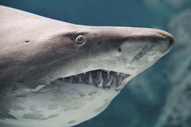 Дельфин-белобочка - самый обыкновенный дельфин?