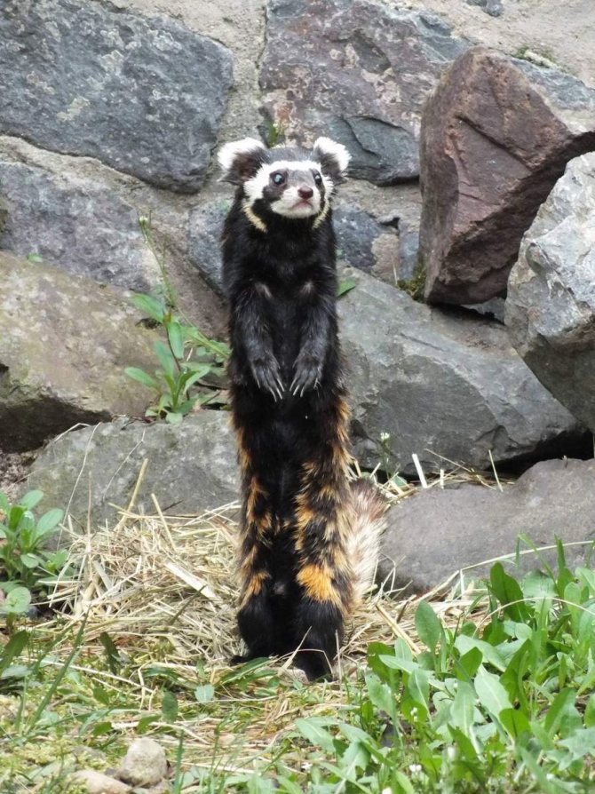 Перевязка, перегузна (Vormela peregusna): виды