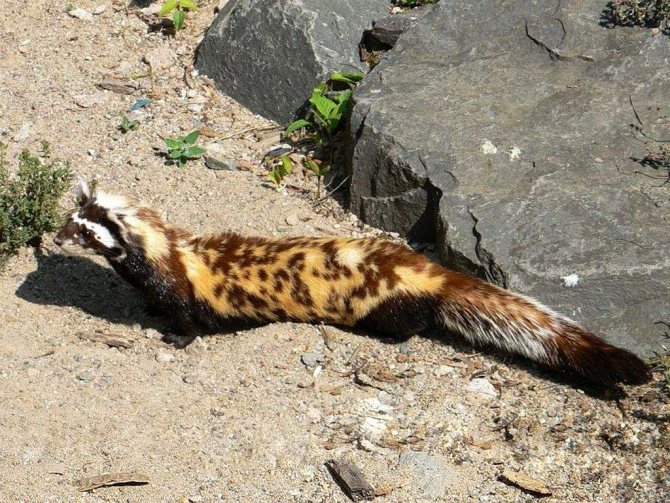 Перевязка, перегузна (Vormela peregusna): виды