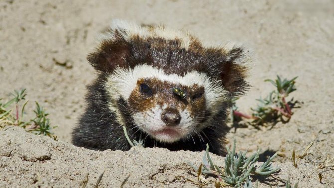 Перевязка, перегузна (Vormela peregusna): виды