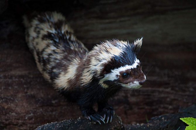 Перевязка, перегузна (Vormela peregusna): виды