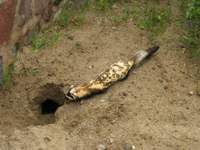 Перевязка, перегузна (Vormela peregusna): виды